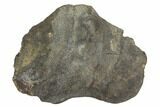 Fossil Hadrosaur Astragalus Bone - Montana #145208-5